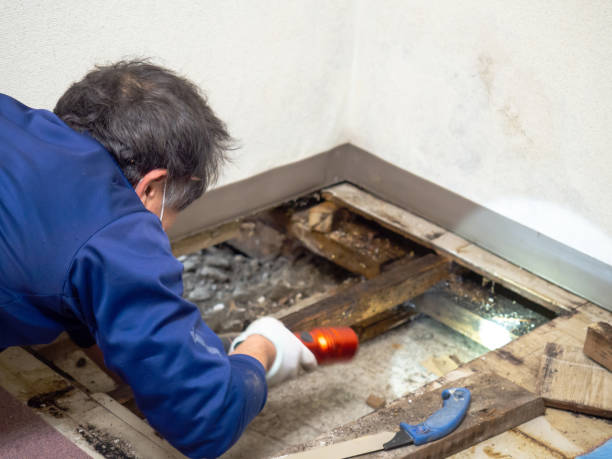 Best Office Mold Removal Services  in Hatch, NM