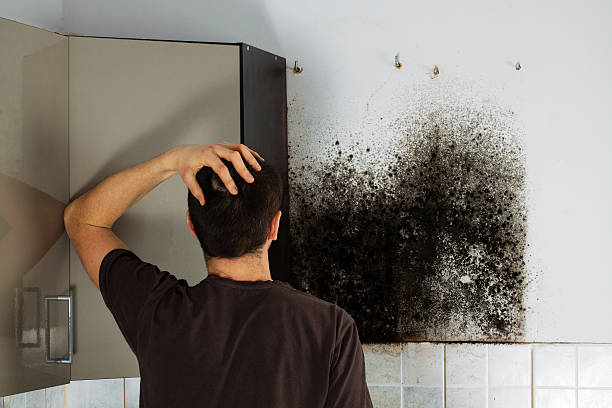 Mold Removal Process in Hatch, NM